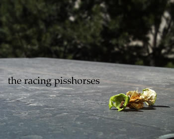the racing pisshorses slate in the sun